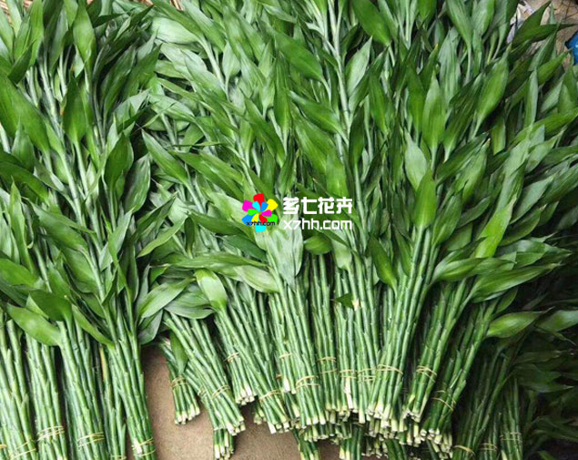 富贵竹(水竹)图